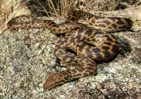 Snake moving over rough rock surface