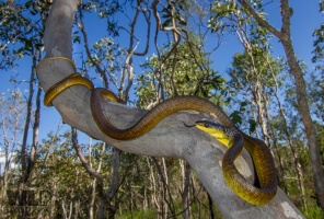 Snake Wrapped around tree truck