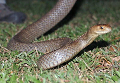 Eastern Brown Snake