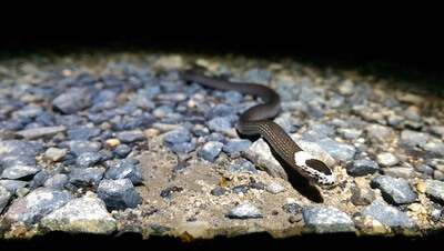 White Crowned Snake moving over stones