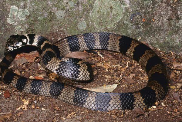 Stephen's Banded Snake