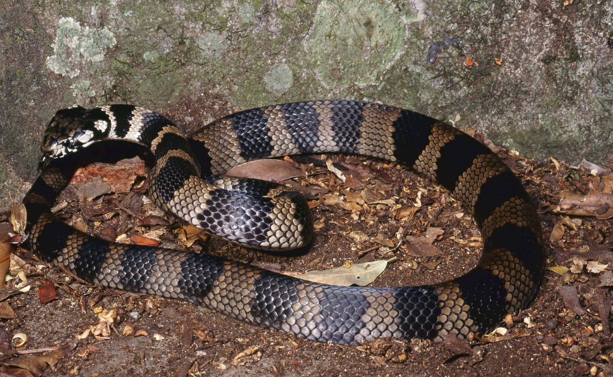 Stephen's Banded Snake