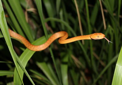 Brown Tree Snake with tongue out