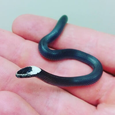 White-Crowned Snake