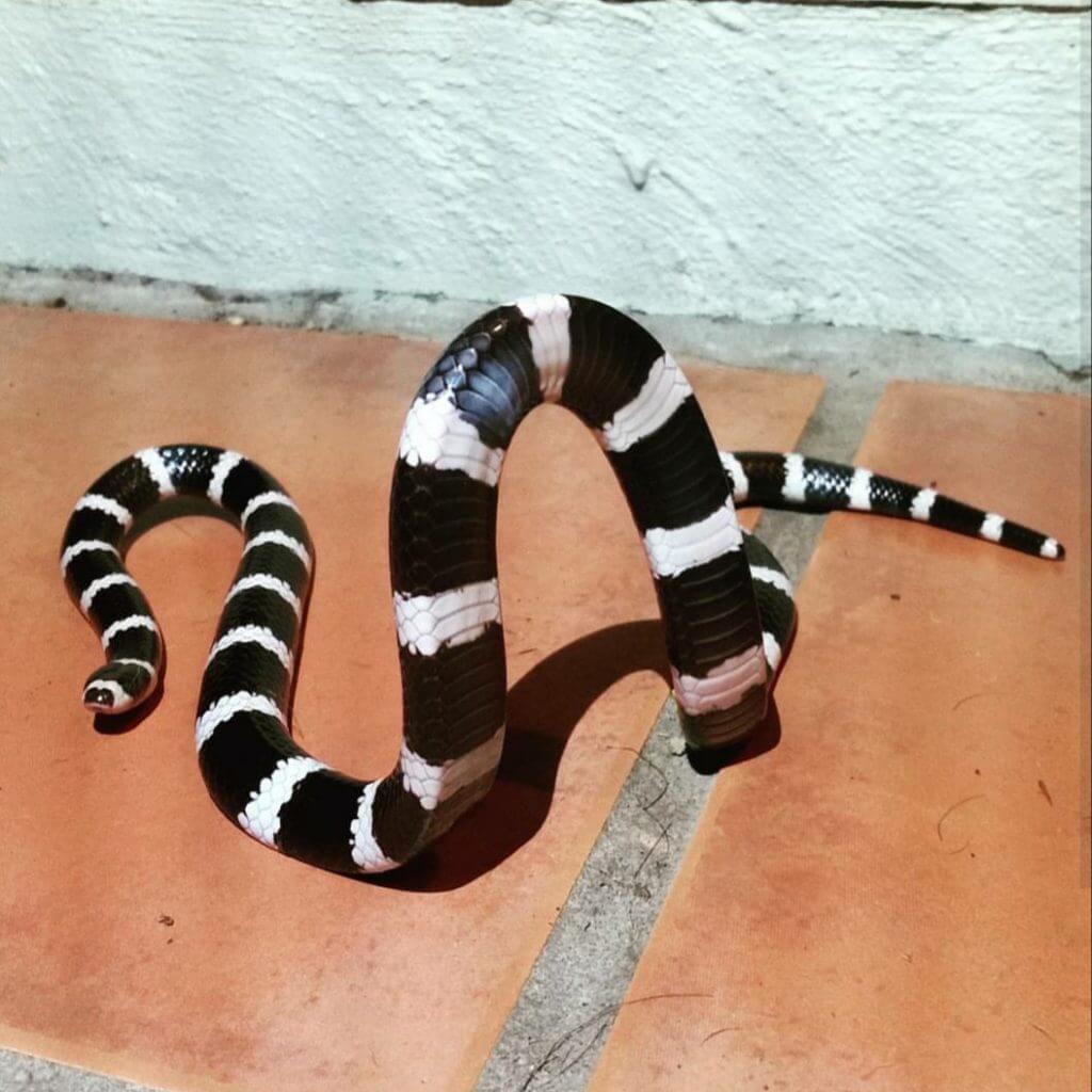 Bandy Bandy Snake The Snake Catcher Bandy Bandy Snake The Snake Catcher