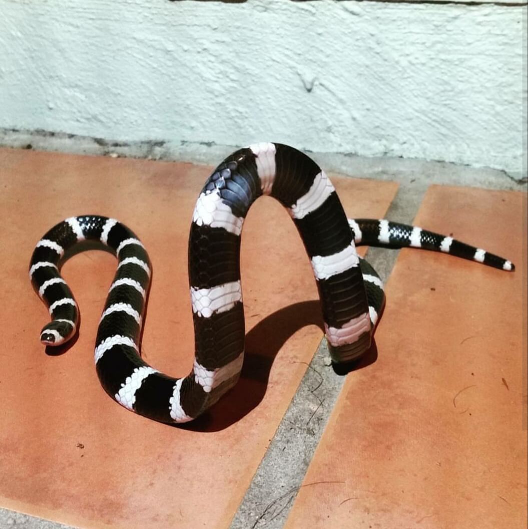 Bandy Bandy Snake on Floor