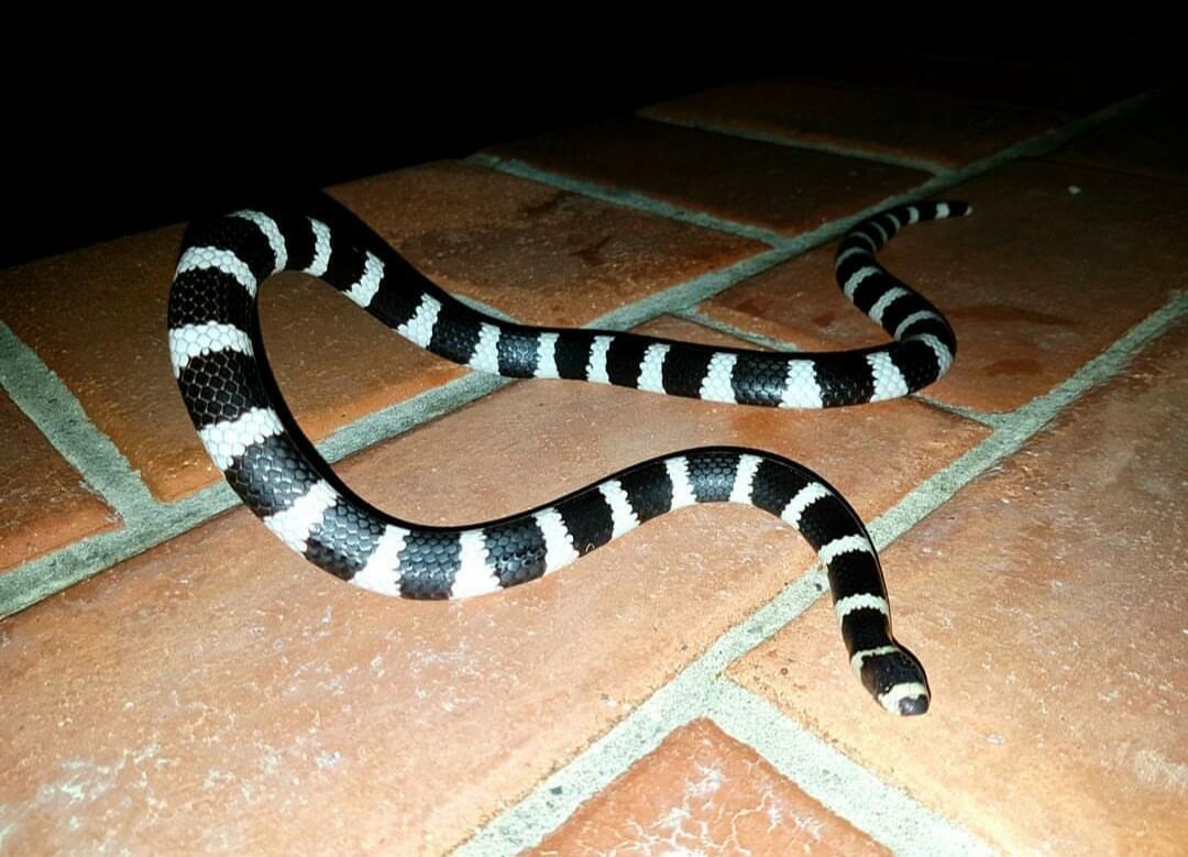 Bandy Bandy Snake on Pavers