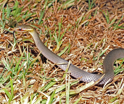 Marsh Snake raising up