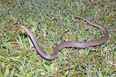 Marsh Snake on Lawn