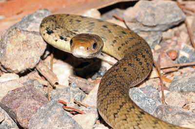 Rough-Scaled Snake