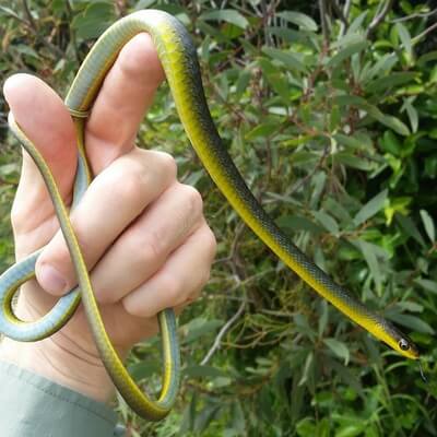 Common Tree Snake held in hand