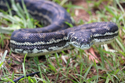 Snake moving across grass