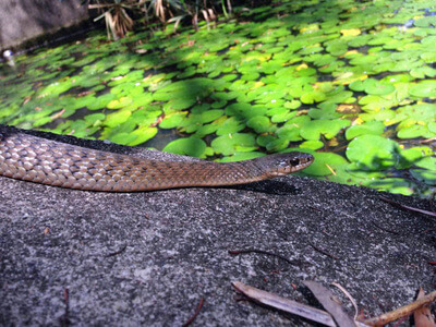 Keelback Snake by lilly pond