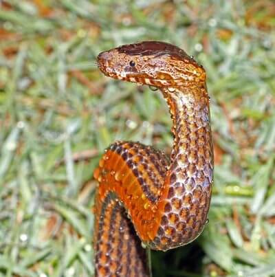 Golden-Crowned Snake