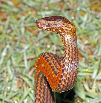 Golden-Crowned Snake