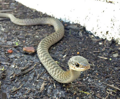 Keelback Snake on wet dirt ground