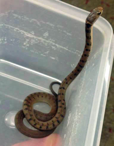 Rough-Scaled Snake in plastic container