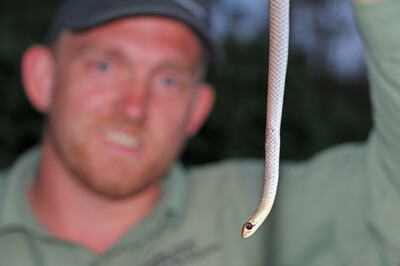 Yellow Faced Whip Snake held by Stuart