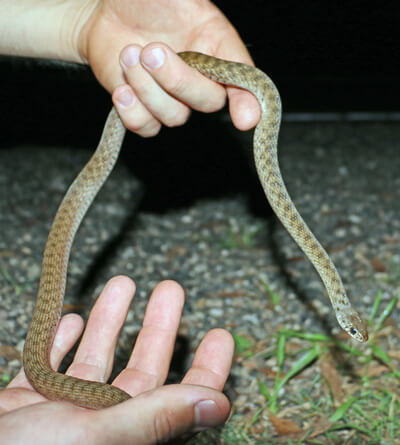 Holding Keelback snake by hand