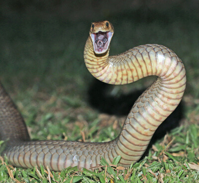 Eastern Brown wide open mouth striking