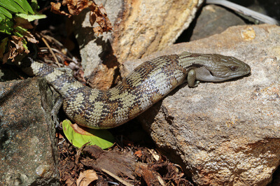 Lizard moving over rocks