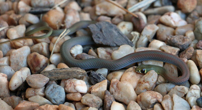 Yellow Faced Whip Snake on Pebbles