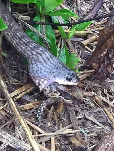 Keelback Snake eating a toad