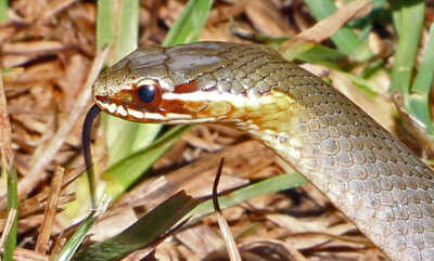 Marsh Snake