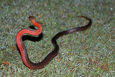 Golden Crown Snake Moving on Grass
