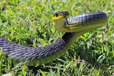 Common Tree Snake on Grass Lawn