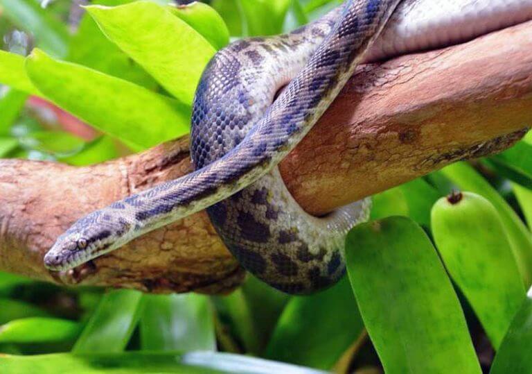 Spotted Python - The Snake Catcher