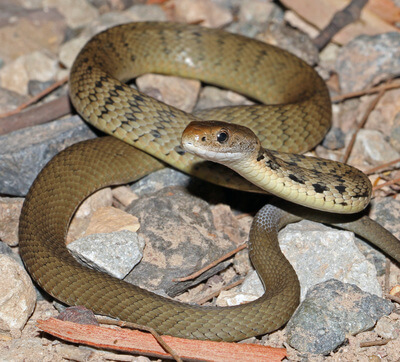 Rough-Scaled Snake on rocks