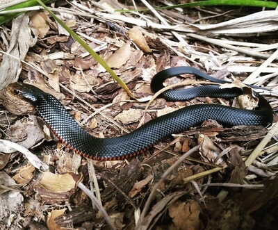 Red-Bellied Black Snake