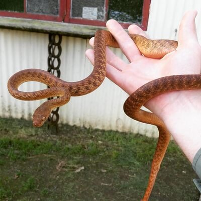 Brown Tree Snake in backyard
