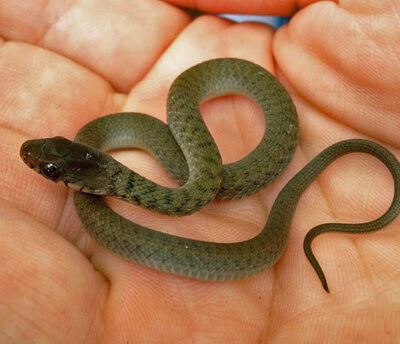 Small Keelback Snake in palm of hand