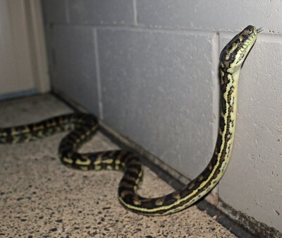 Snake moving along garage wall
