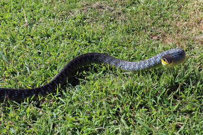 Common Tree Snake on lawn