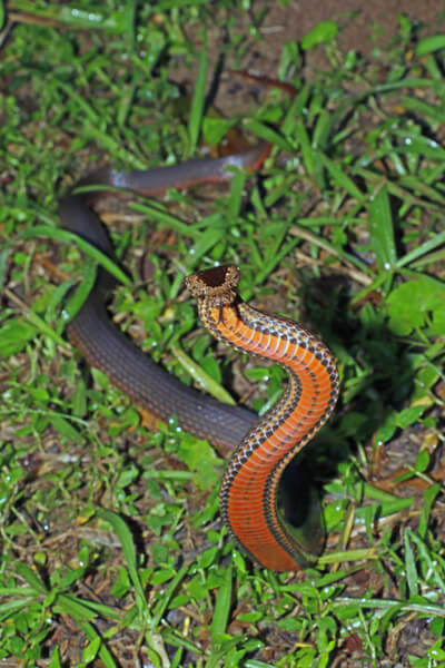 Raised Golden-Crowned Snake with Tongue out