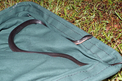Eastern Small Eyed Snake in catchers bag