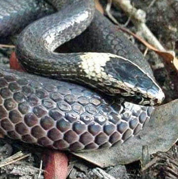 White Crowned Snake on dry leaves