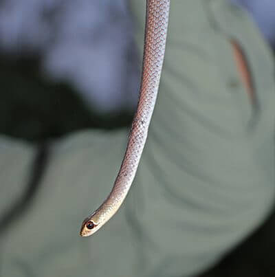 Yellow-Faced Whip Snake