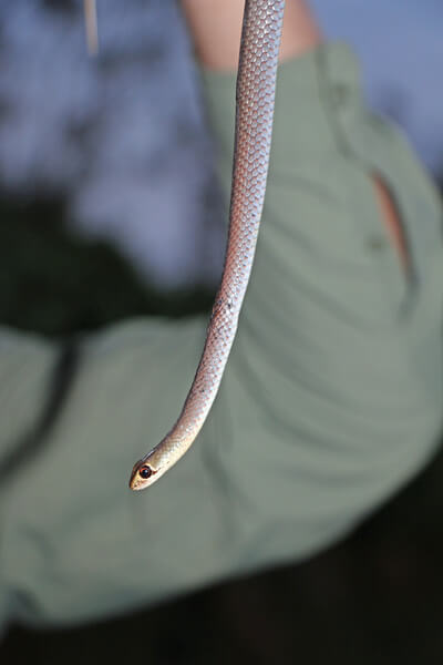 Yellow-Faced Whip Snake