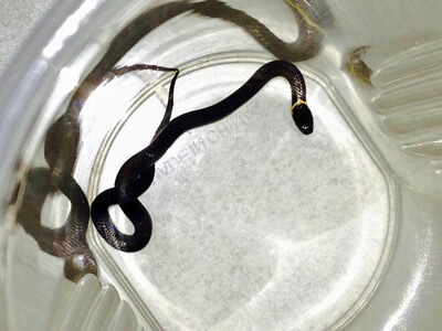 dwarf crowned snake in silver bucket