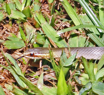Marsh Snake in Grass