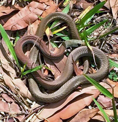 Yellow Faced Whip Snake curled on dry leaves
