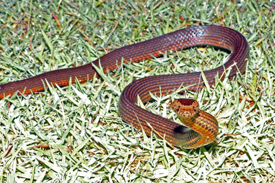 Golden Crowned Snake looking ahead