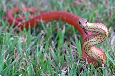 Snake rising up from grass