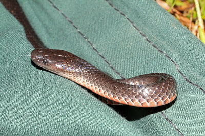 Eastern Small Eyed Snake release