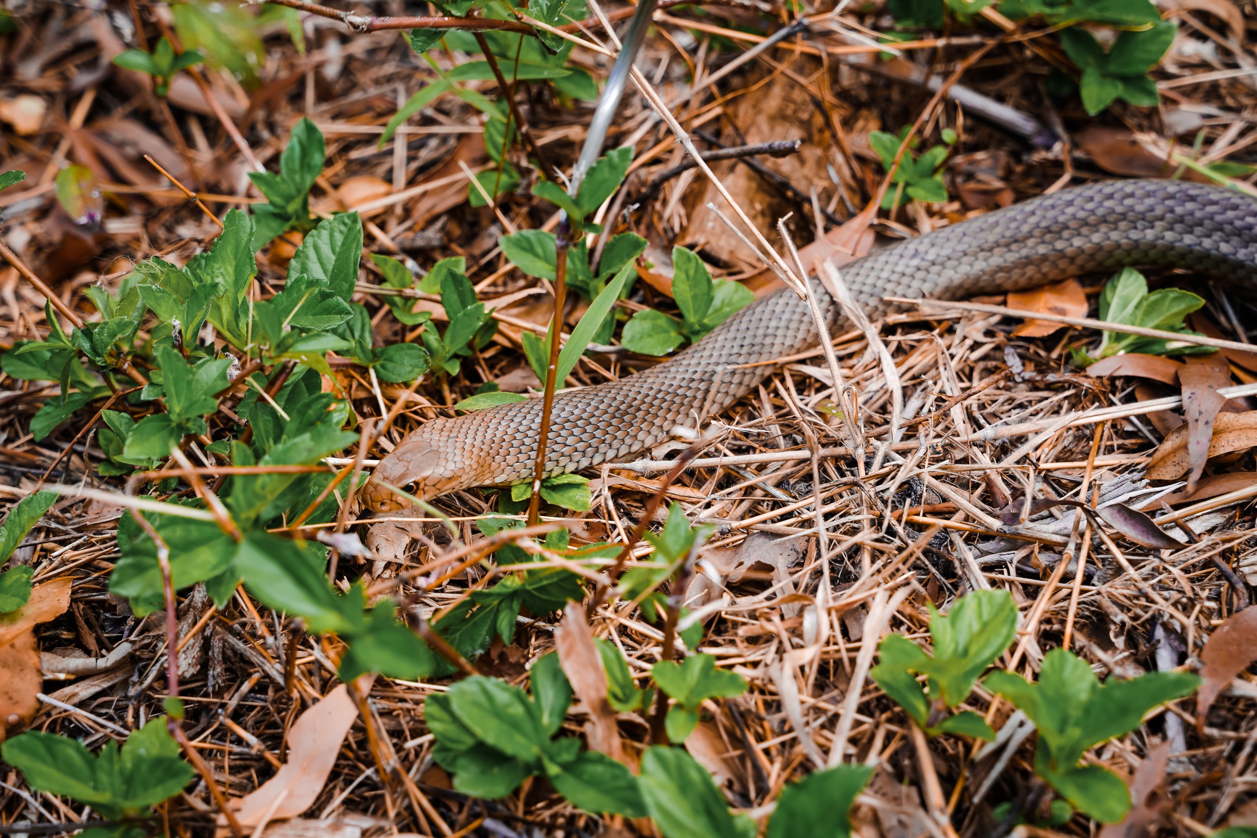 Eastern brown snake in scrub