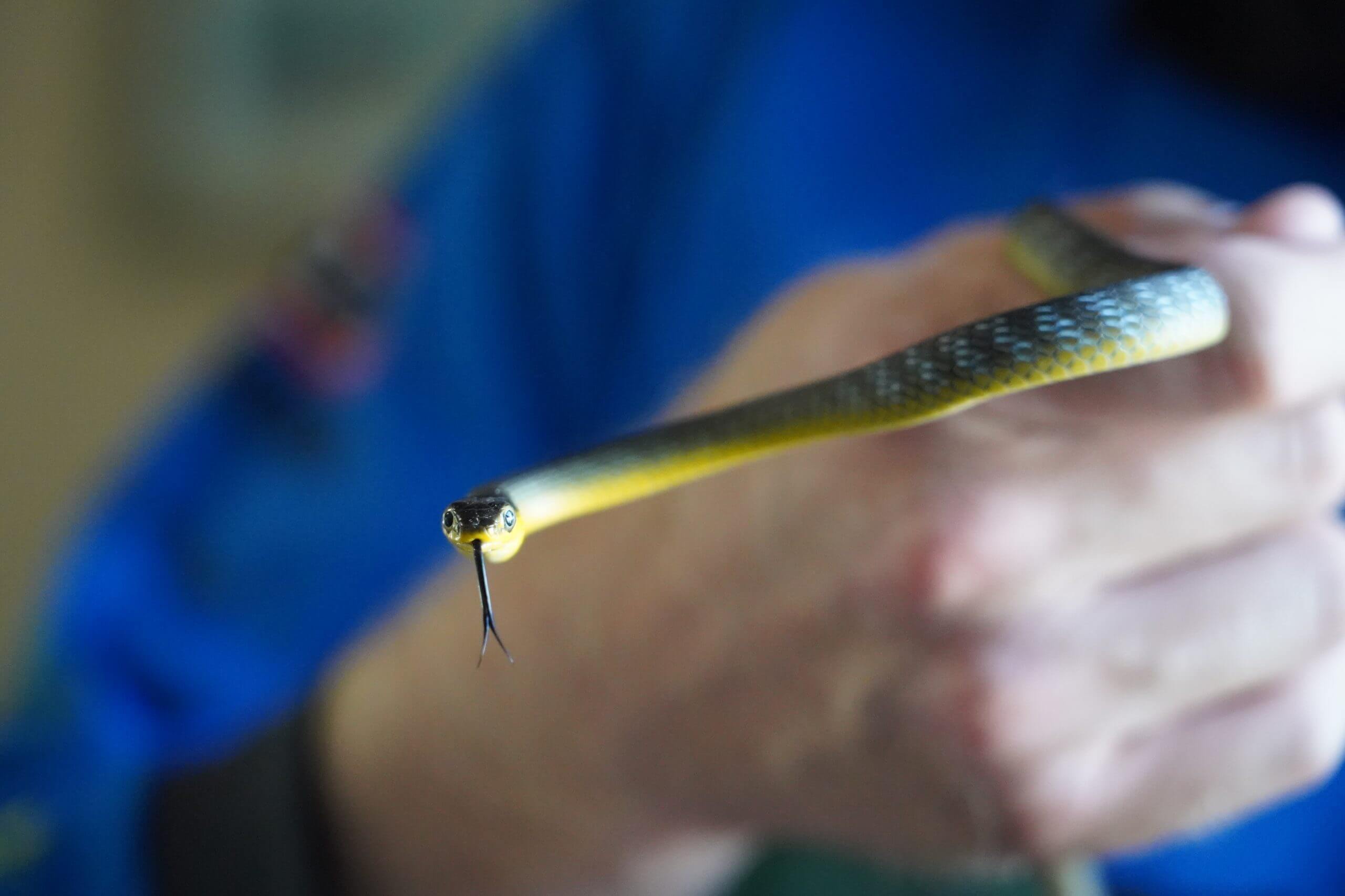 Common Tree Snake up close